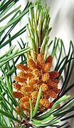 Pine cones, immature male.jpg