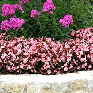 bed of begonias