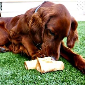 dog on artificial grass