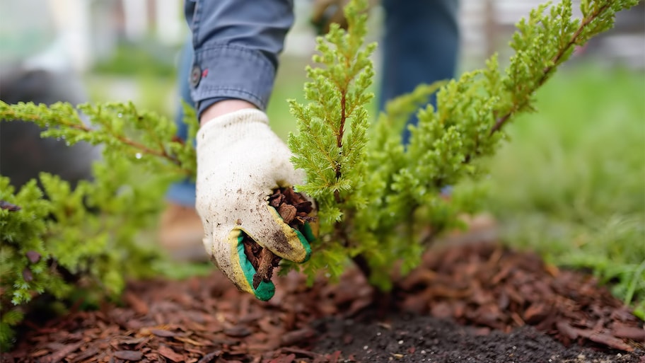 Mulch gloves yard plant