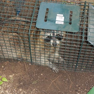 trapped raccoon