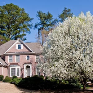 A brick house with blooming pear tree