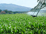 Cornfield in South Africa2.jpg