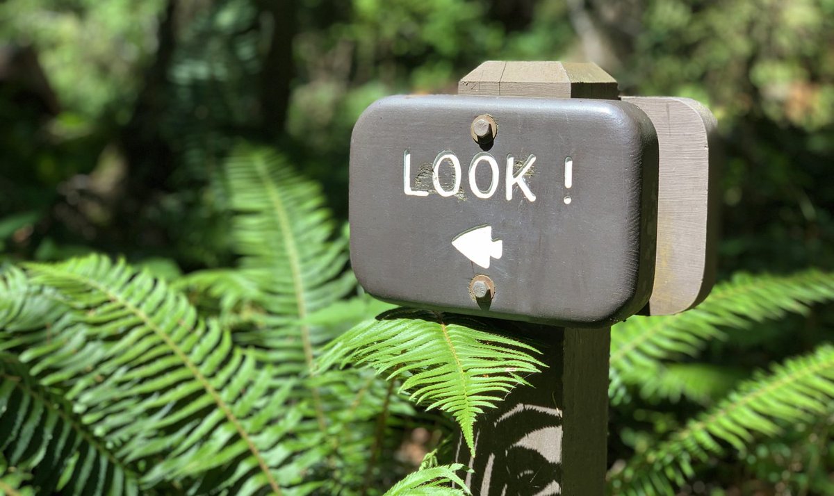 Wooden trail sign that says "Look".