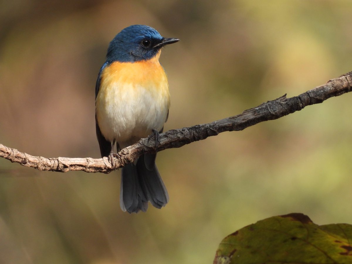 Tickell's Blue Flycatcher perched on a branch.