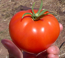 Tomato.jpg