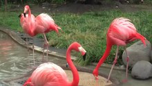 File:Greaterflamingo-uenozoo2008.ogv