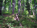 Beech and fir forest in Stuzica