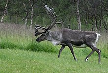 Reinbukken på frisk grønt beite. - panoramio.jpg