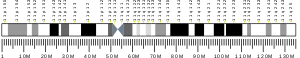 Chromosome 11 (human)