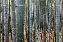 Bamboo Forest, Arashiyama, Kyoto, Japan.jpg