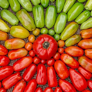 Ekologicky vypěstovaná rajčata v kruhu podle stupně zralosti