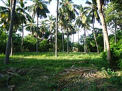 Palm Tree indhupanai