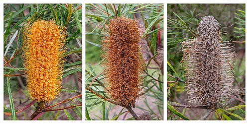 Banksia spinulosa - flowers, Christchurch Botanic Gardens, Canterbury, New Zealand.jpg