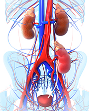 Antiviral drugs could increase kidney transplant options for patients with hepatitis C - Photo: ©iStock/pixologicstudio