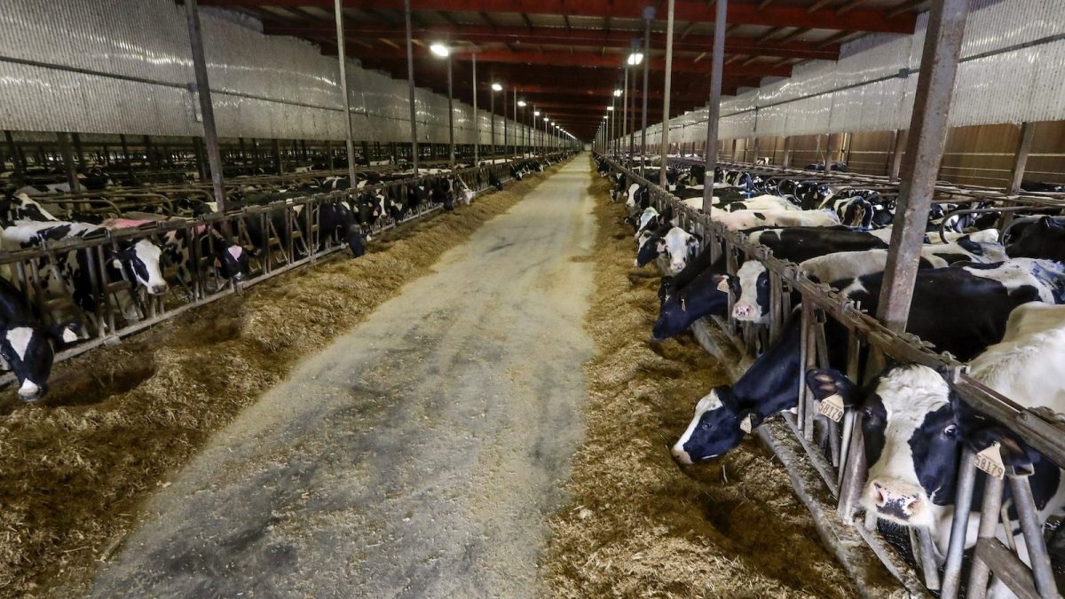 lots of cows packed into two aisles in a barn with hay in-between them. The cows are very crowded