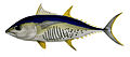 Thunnus alalunga Ford.jpg