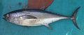 Thunnus tonggol.jpg