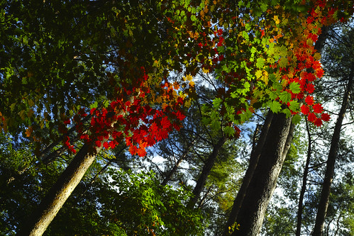 RGB Autumn leaves