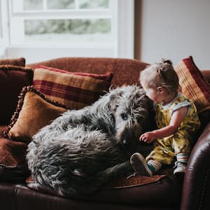 A dog on the sofa with a small toddler girl
