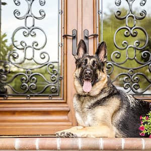 german shepherd sitting on doorstep