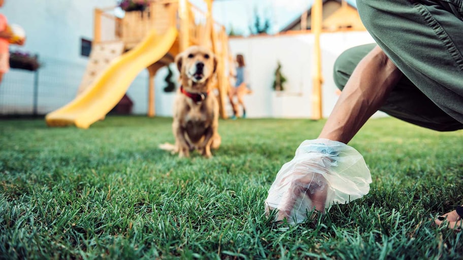 Using plastic bag to pick up dog waste from the yard