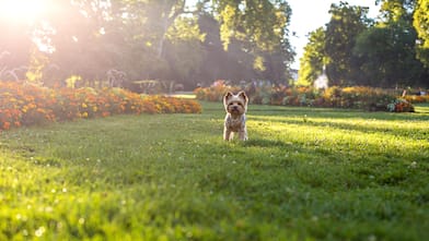 A Yorkshire terrier running on the grass