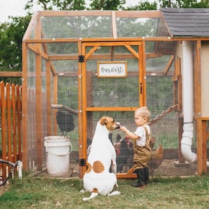 Toddler and dog looking at backyard chicken coop