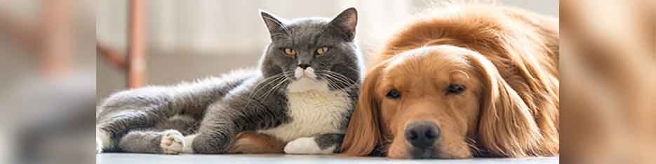 A grey and white cat lays with a golden retriever.