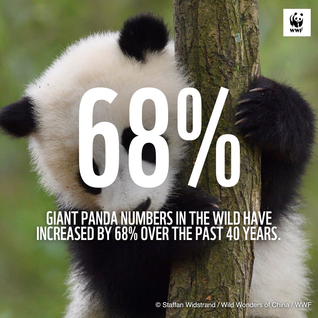 Giant panda