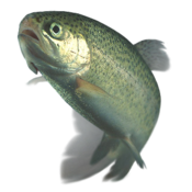 Rainbow trout transparent.png