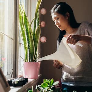 A woman watering a plant by the window