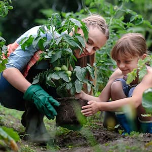 Mom and daughter plant a tomato plant