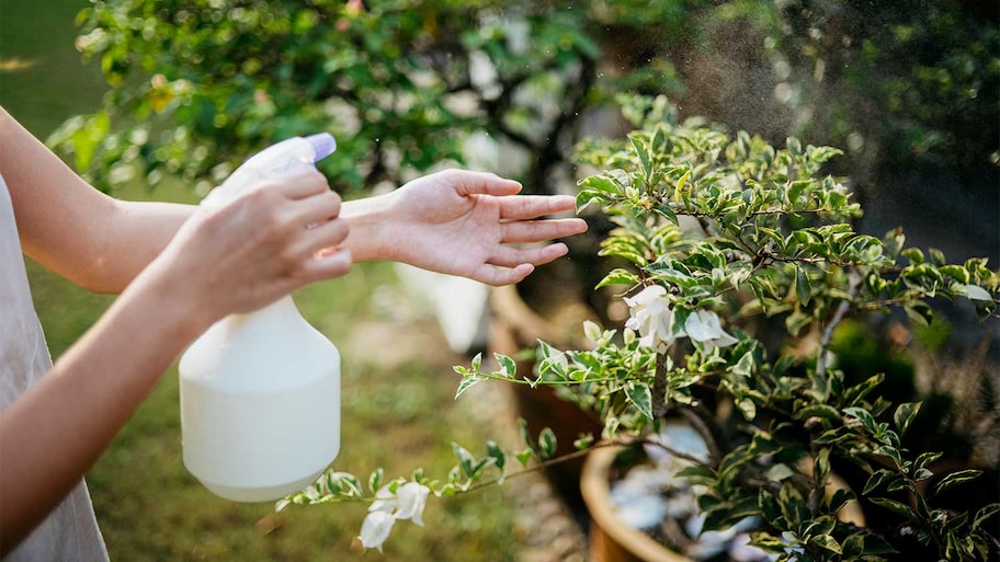 Woman spraying plants