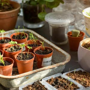 Seedlings in pots on a nursery table