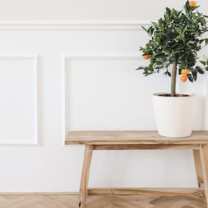 A room with quarter round trim and a plant