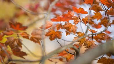 autumn leaves on tree