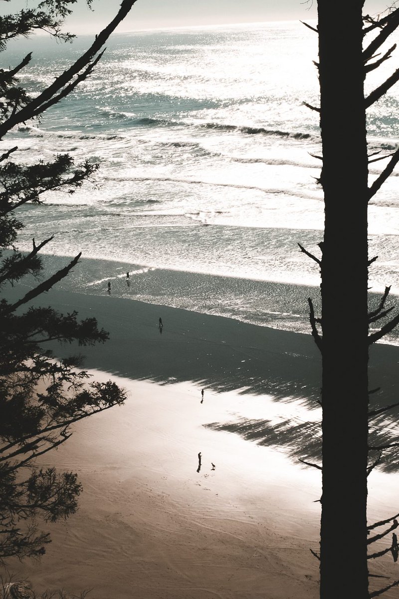 Top view between trees of a beach with a few people walking along.