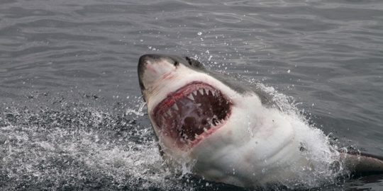 Great white shark attack