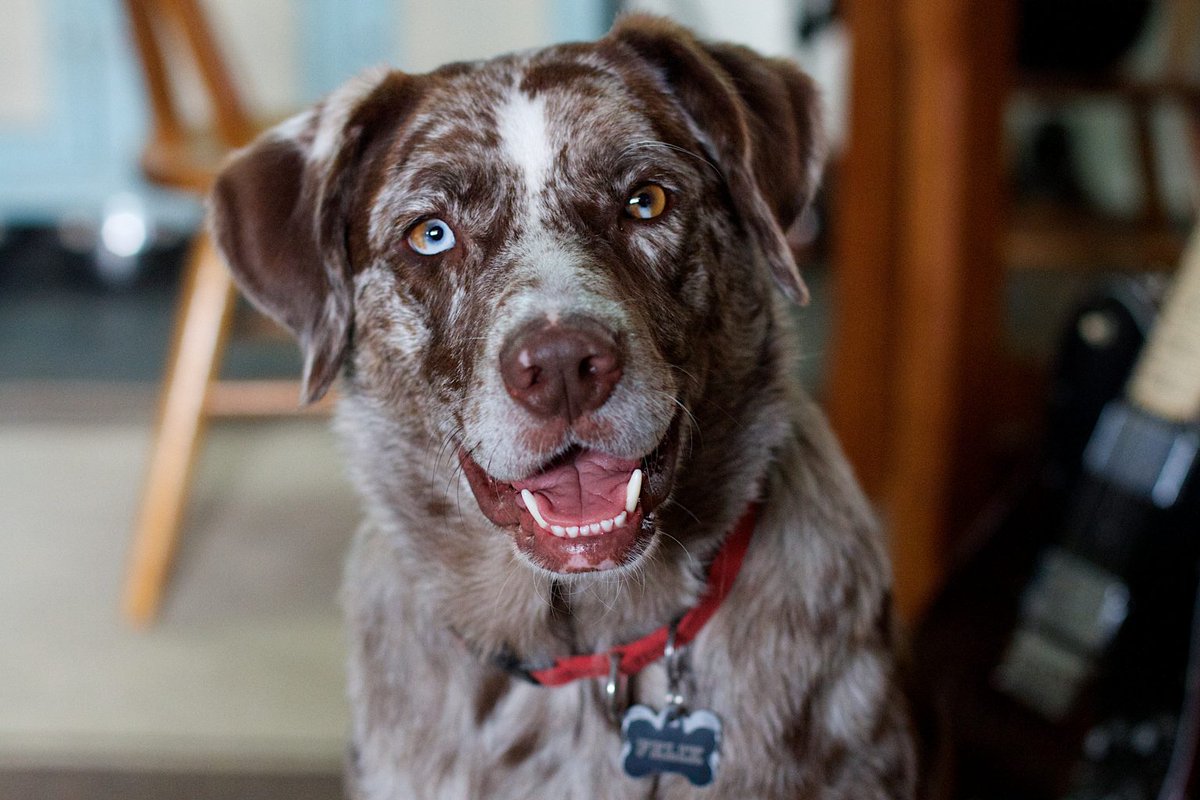 A brown and white dog called Felix smiles into the camera.