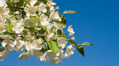 Bradford pear’s white blossom in springtime