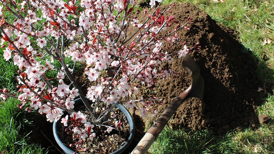 Planting a cherry tree