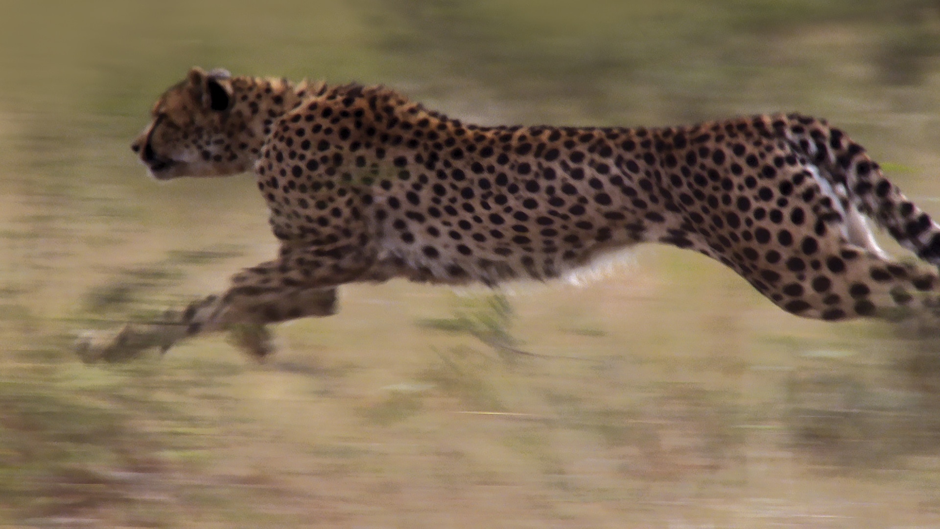 Cheetah running