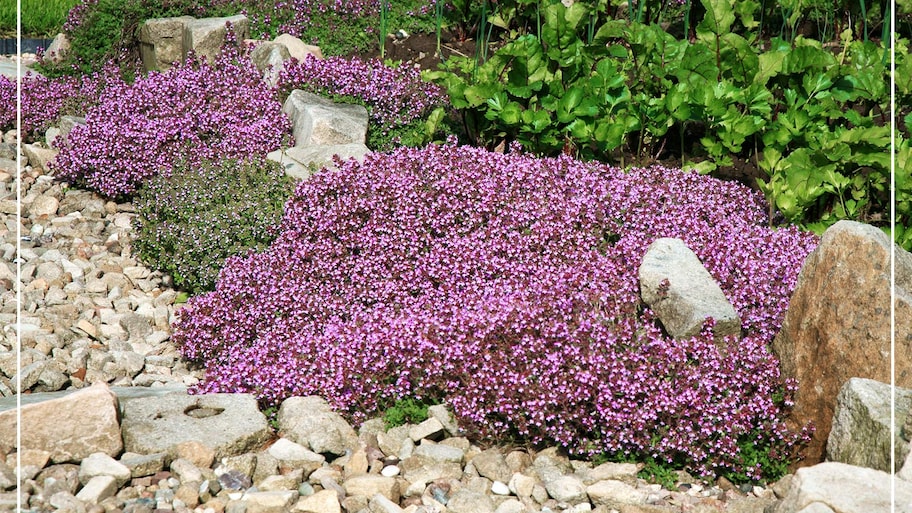 red creeping thyme growing along rocks