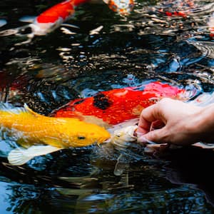 Hand reaching into a koi pond reaching to feed the fish pellets