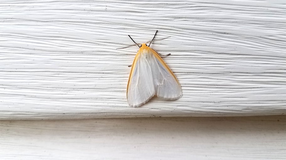 A moth on a wall