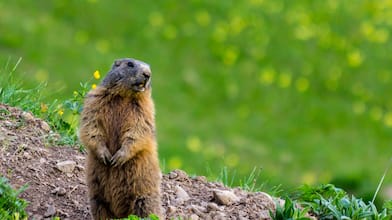 groundhog standing in grassy yard