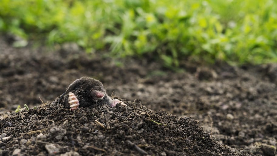 Mole sticking out of earth