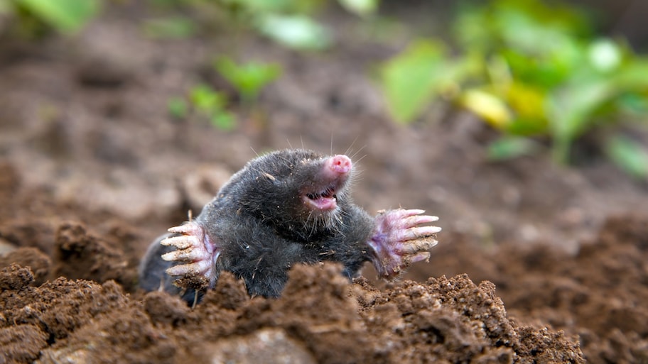 A mole coming out of the ground