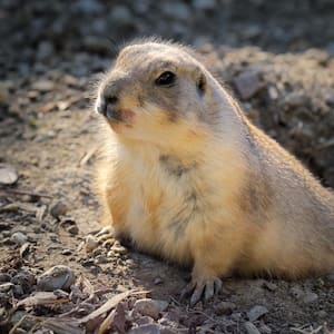 A groundhog coming out of a tunnel